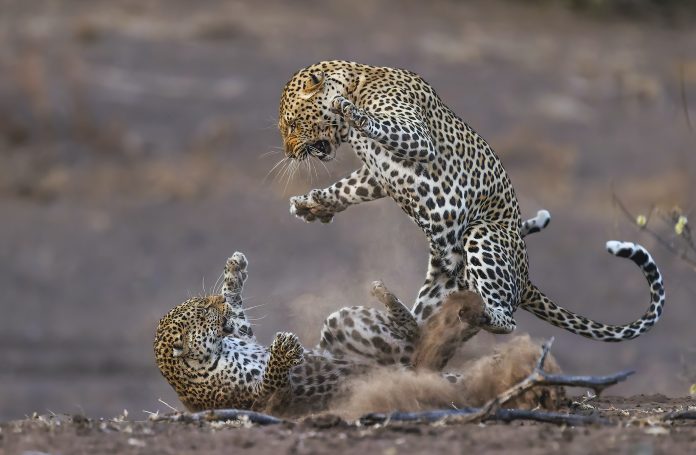 14 δραματικές στιγμές από τα Nature's Best Photo Awards 2024