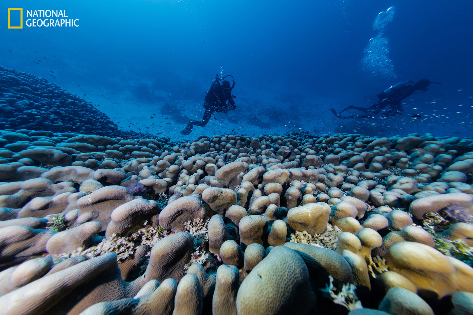 Οι επιστήμονες της Pristine Seas πραγματοποιούν παρατηρήσεις του τεράστιου κοραλλιού