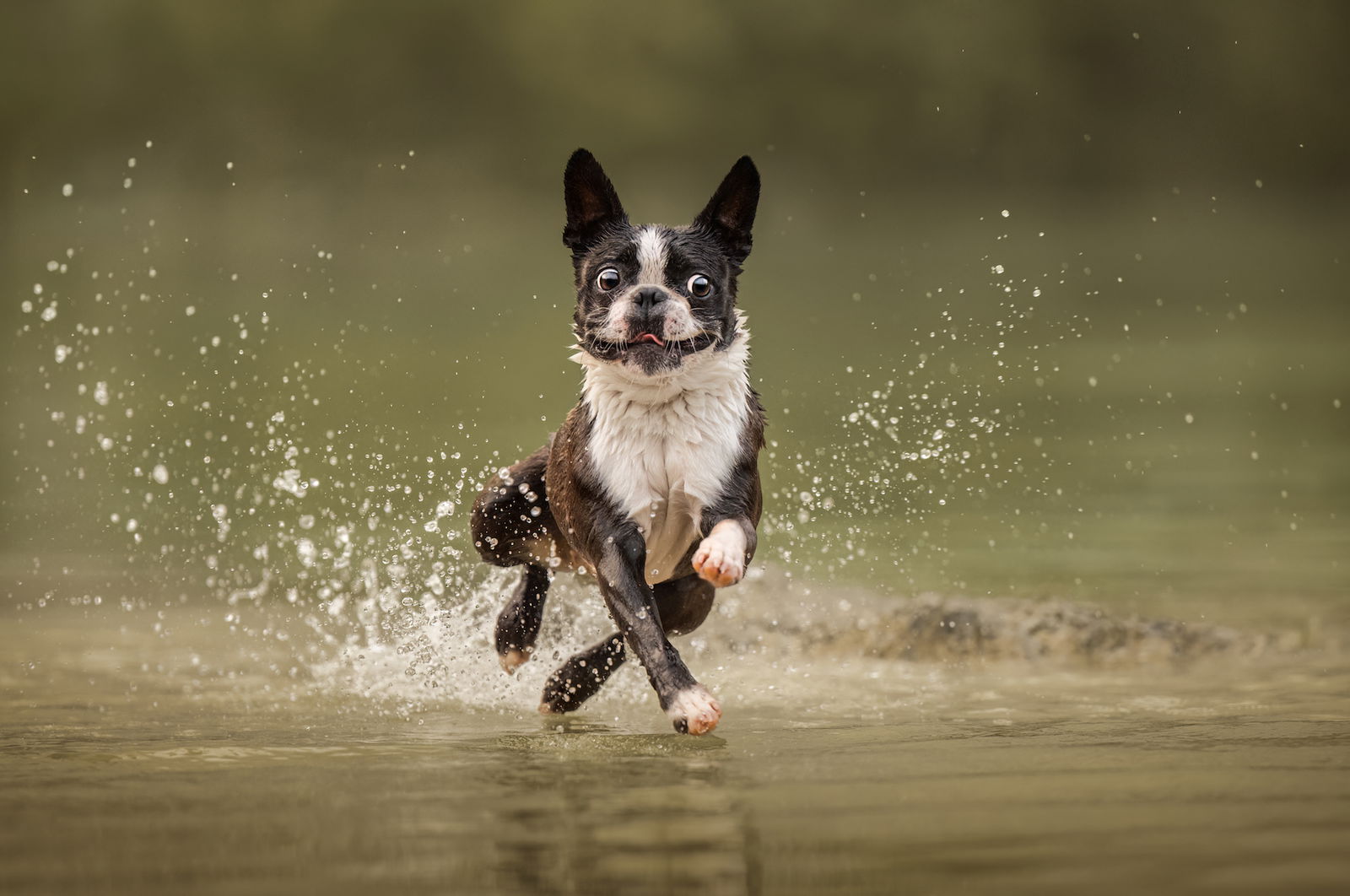 ένα boston terrier πιτσιλάει στο νερό με μεγάλα μάτια